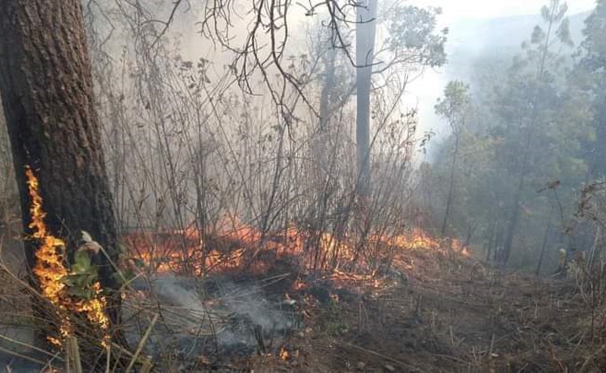 Brigadas combaten incendio en zona boscosa de Senguio, Michoacán