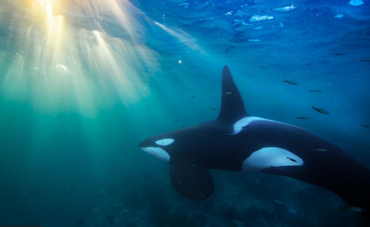 Científicos no se explican ataques de orcas a barcos en el Atlántico