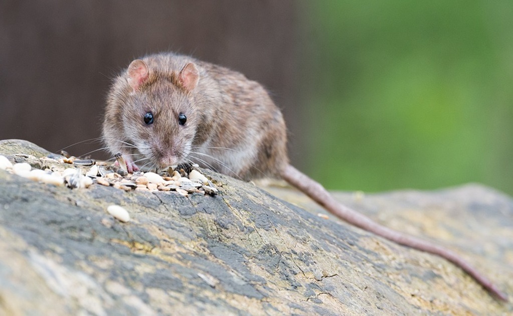 Nueva York busca "zar" con "instinto asesino" para combatir plaga de roedores