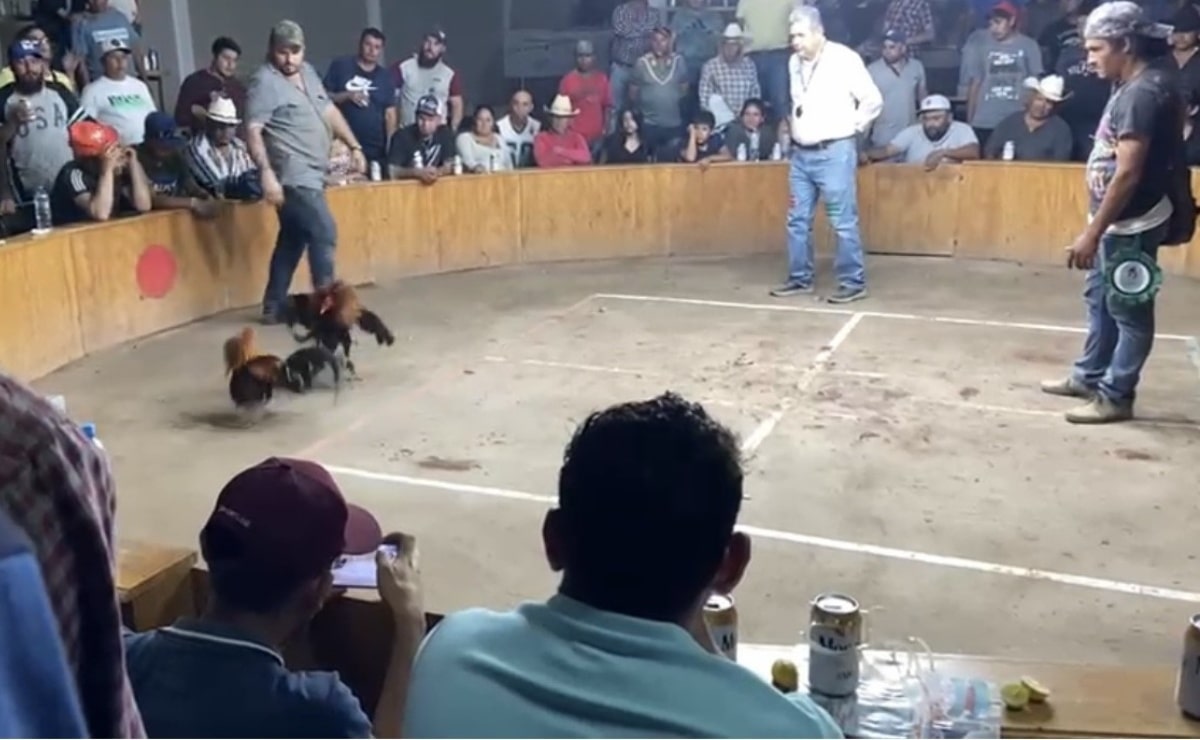 Defiende PVEM prohibir peleas de gallos y espectáculos con animales en CDMX