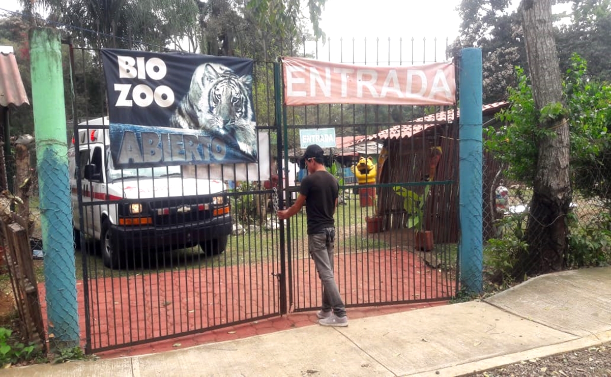 Tigre ataca a joven que intentaba tomarse una selfie en Veracruz 