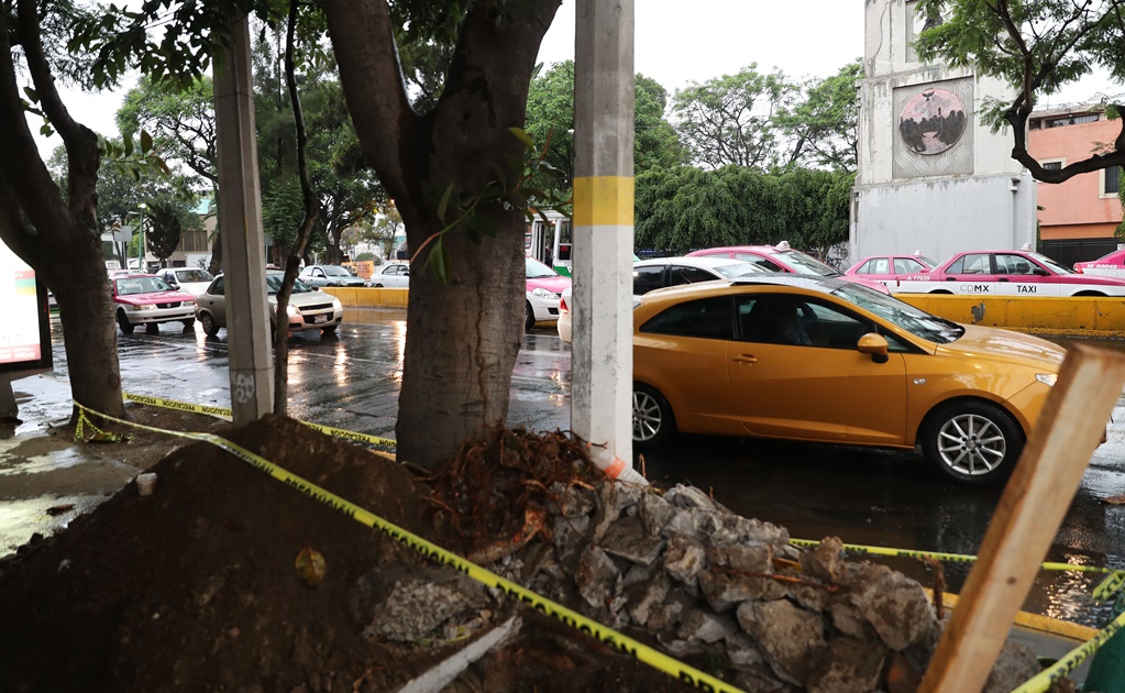 Se repondrán árboles talados por L7 de Metrobús: Mancera