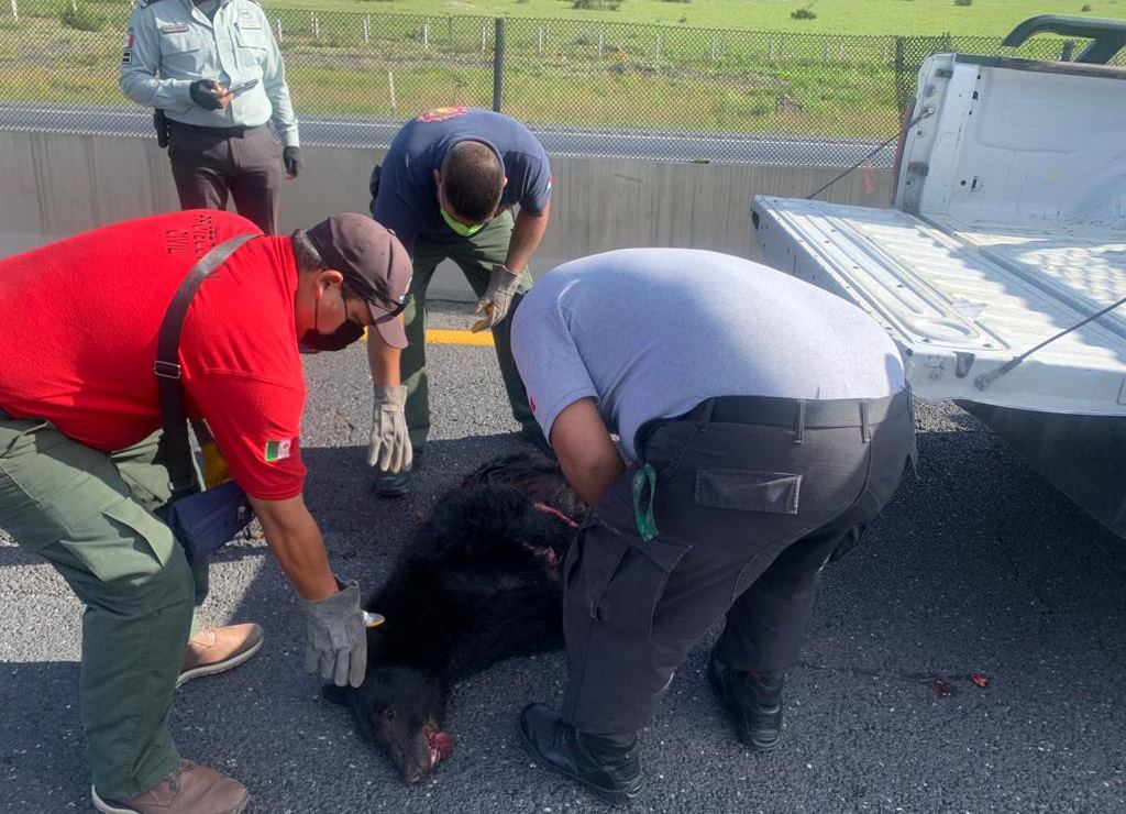 Atropellan a 2 osos negros en la autopista México-Piedras Negras