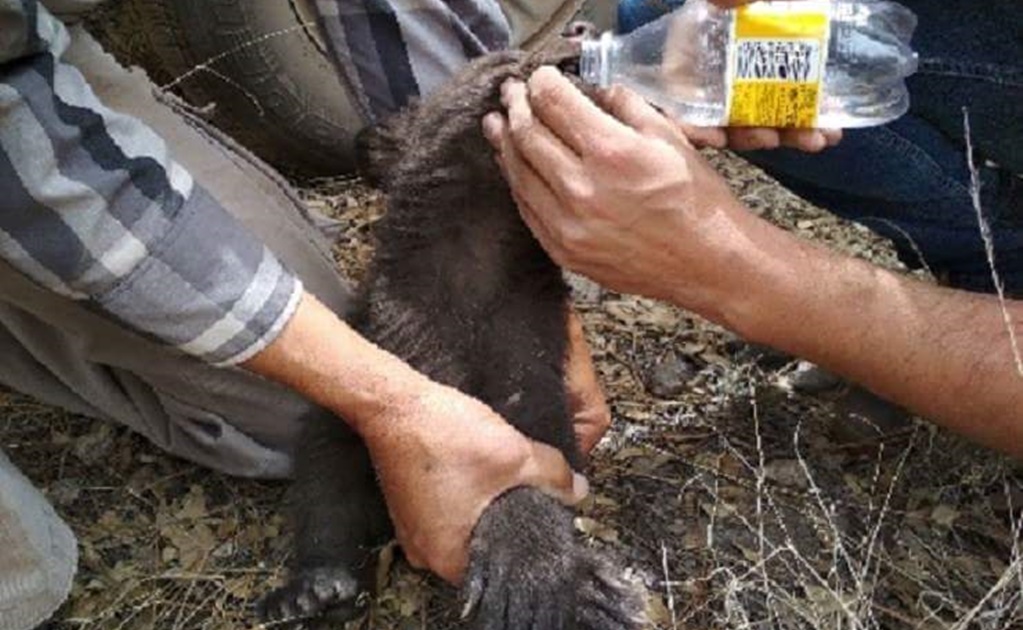 Rescatan cría de oso negro de incendio forestal en Chihuahua