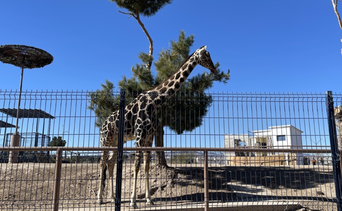 ¡Puebla ya es tu casa! En las próximas horas, Jirafa Benito será trasladado a Africam Safari, asegura gobernador 