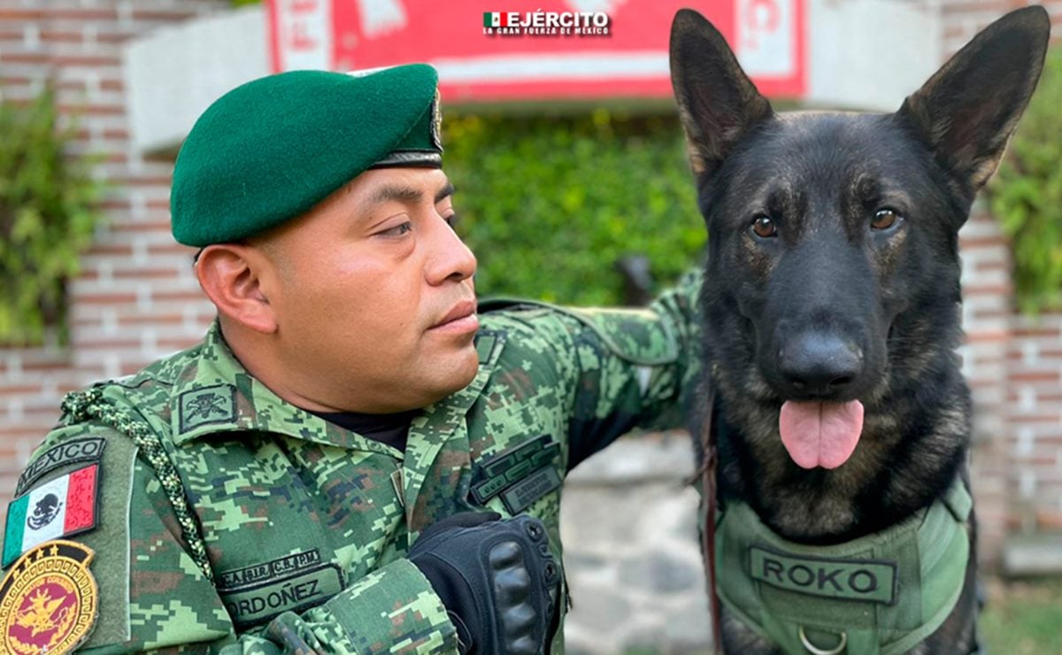 ¡Héroes! Reconocen a perros rescatistas de Sedena por valentía y lealtad 
