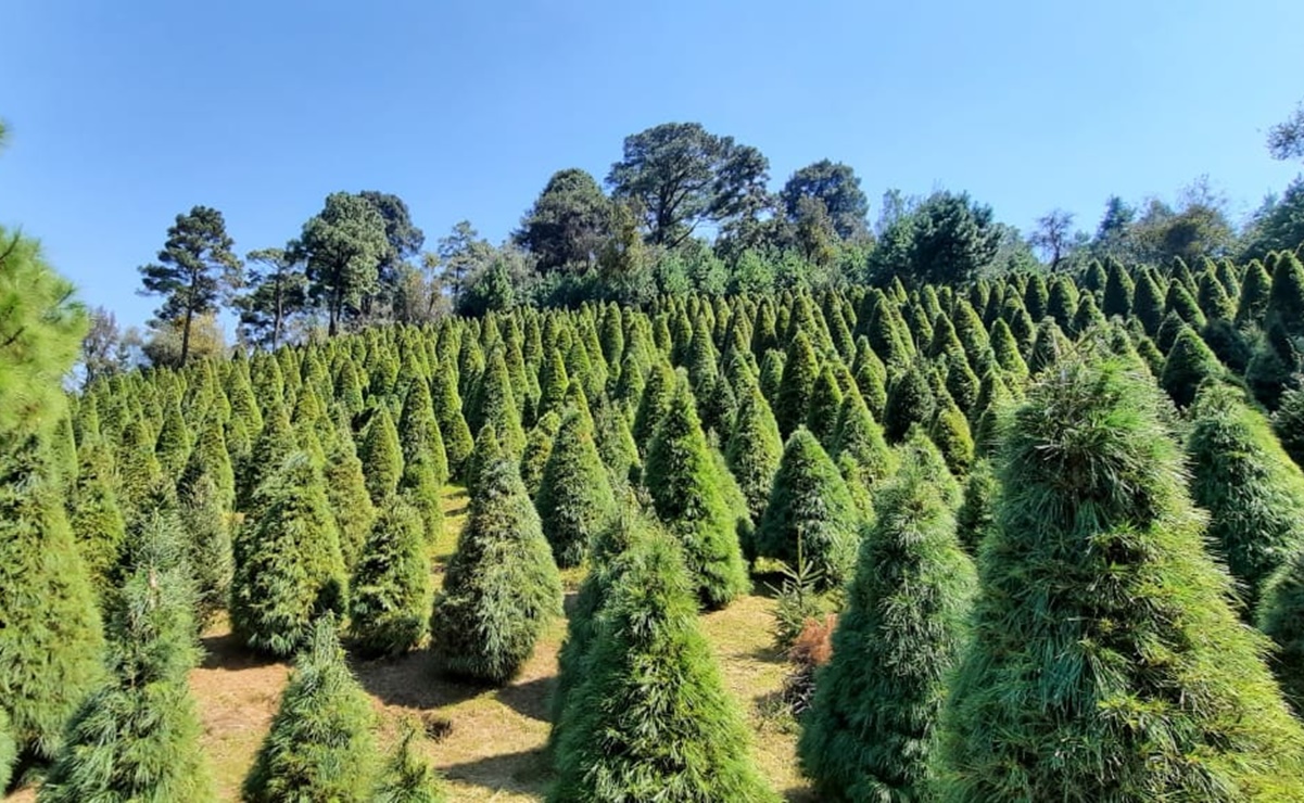 A la venta, más de medio millón de pinos de Navidad de origen mexicano 