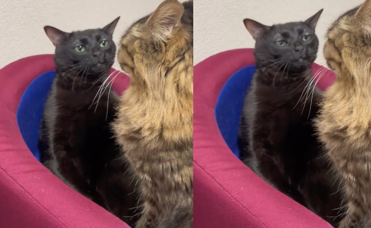 Este es el origen del meme del gato negro "disociado" que es viral en TikTok