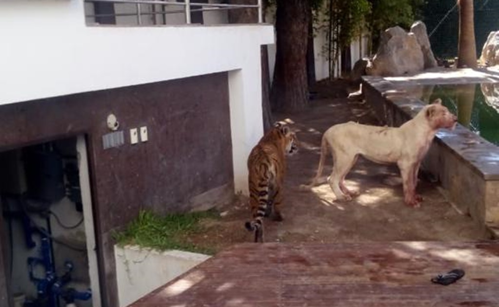 Hombre en estado etílico resbala y lo ataca su mascota... una leona