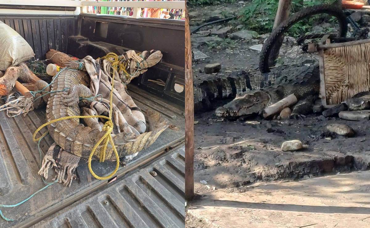 Capturan enorme cocodrilo que merodeaba domicilio de Tanlajás, SLP