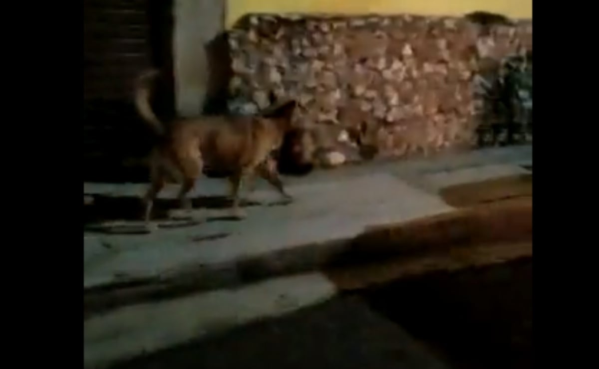 Video. Captan a perro paseando con una cabeza humana en su hocico en Monte Escobedo, Zacatecas 