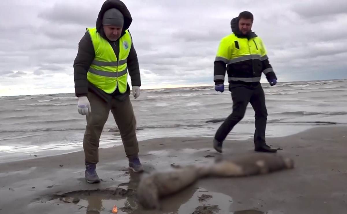 Aparecen muertas unas mil 700 focas en costas de Rusia