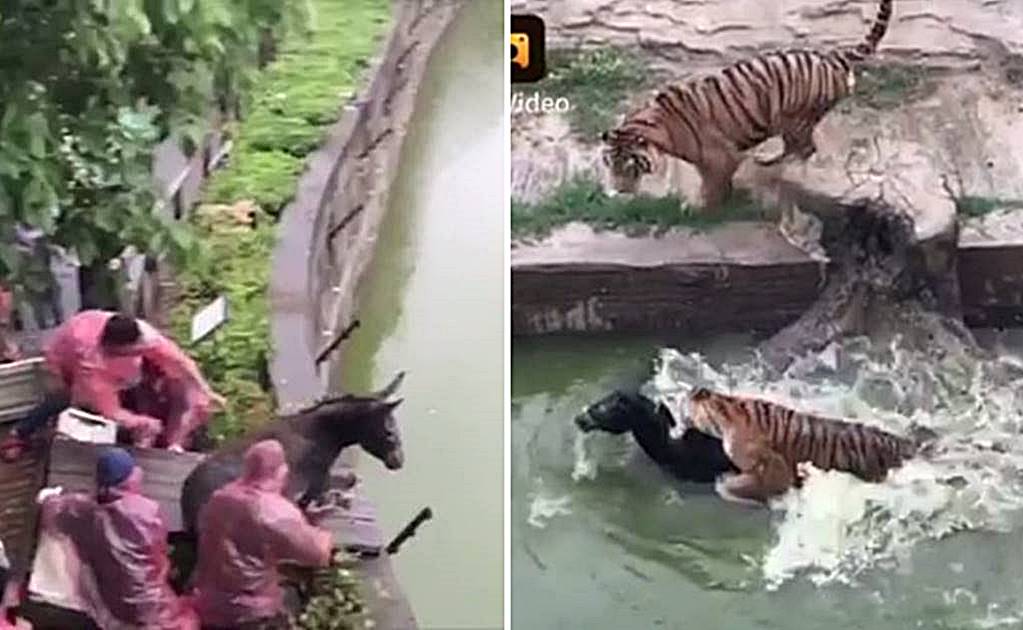 Empleados de zoo en China alimentan a tigres con un burro vivo