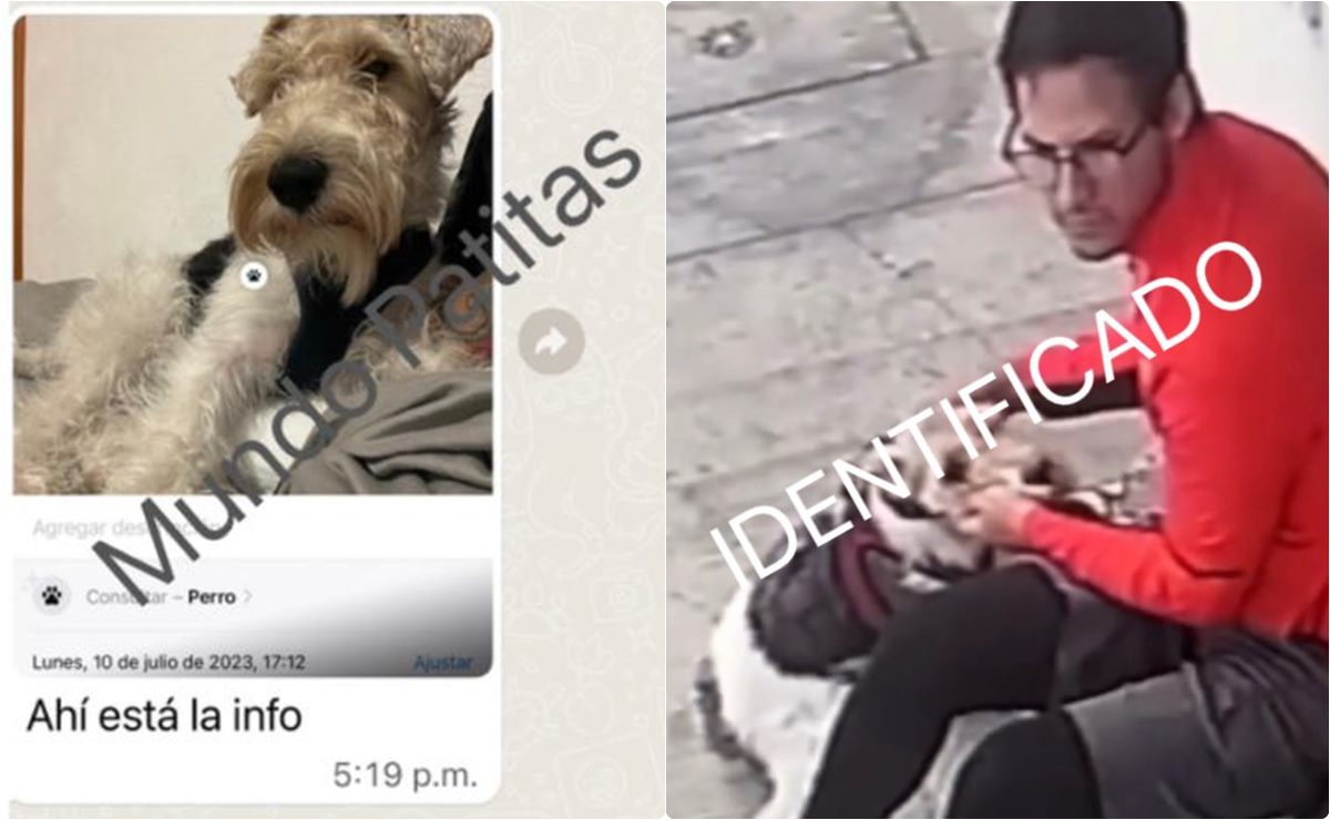 Perrito “Docky” bien y con su dueña tras video viral donde joven lo golpea; ya está identificado 