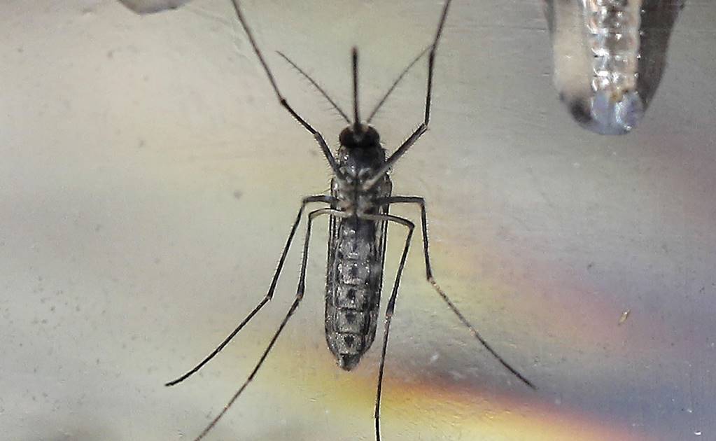Investigadores hallan virus zika en mosquito común
