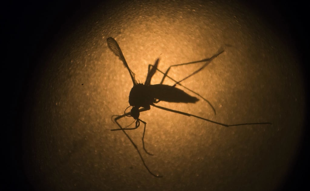 Suman 28 casos de zika en Sonora