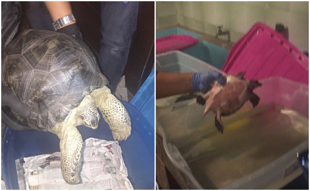 Rescatan a dos tortugas en Azcapotzalco; detienen a uno por delitos contra la biodiversidad