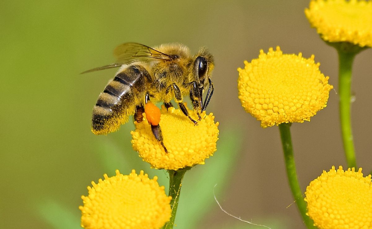 Hombre muere por ataque de abejas en Mazatlán, Sinaloa