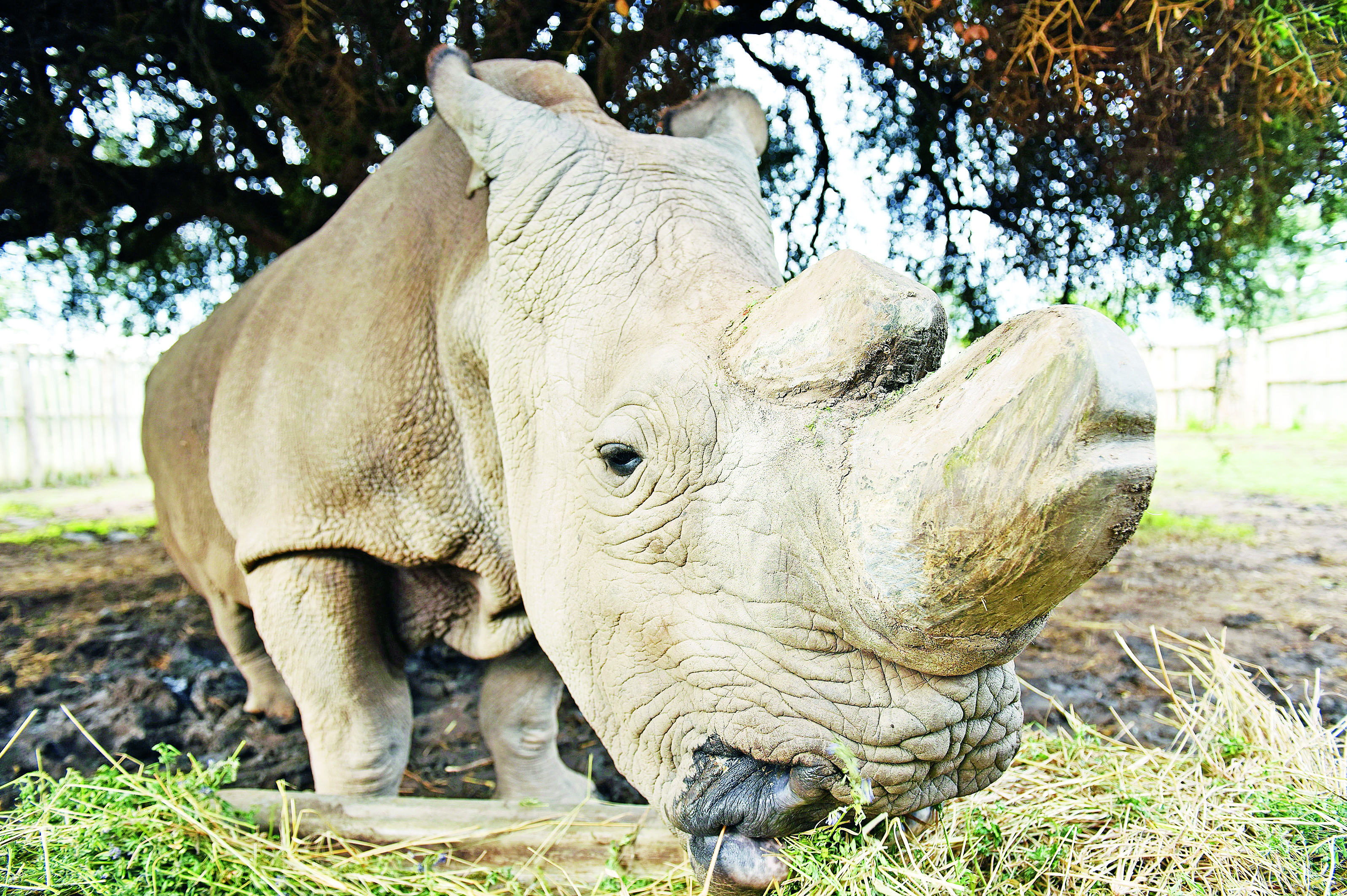 China reanudará la legalización de productos a base de rinoceronte y tigre