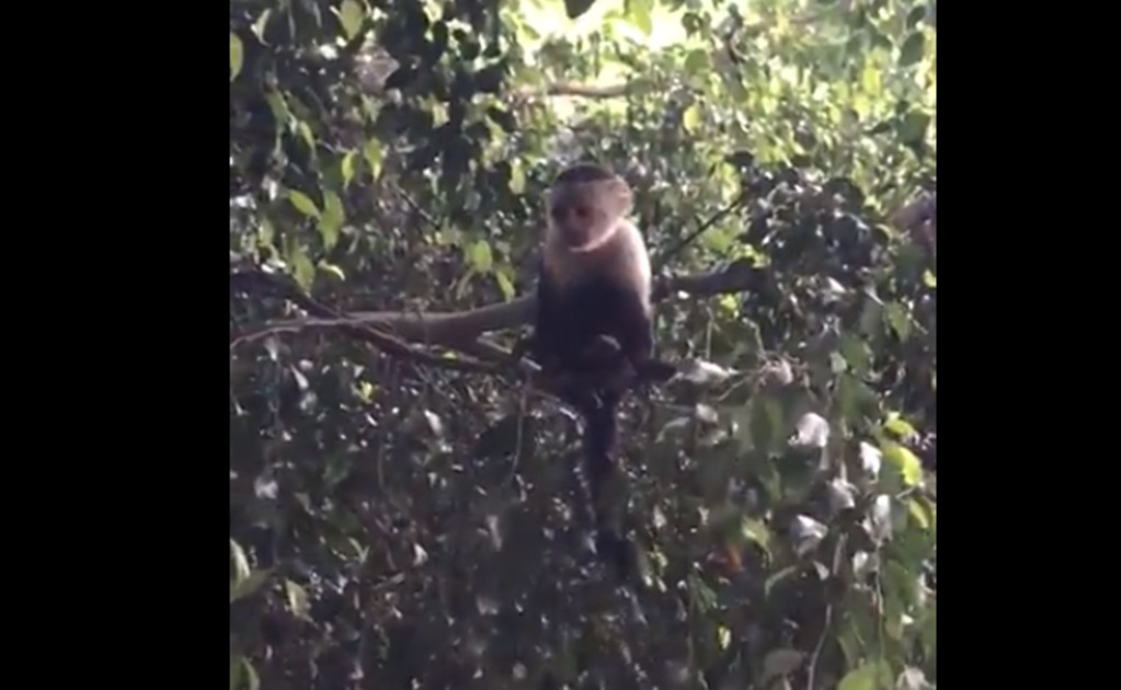 Planean usar dron para capturar a mono capuchino en Lomas de Chapultepec