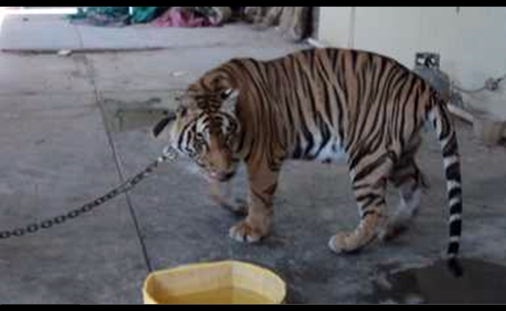 Profepa asegura tigre de bengala en Mexicali, Baja California