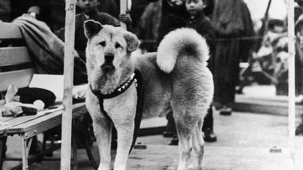 Historia de Hachiko: el “perro más fiel del mundo” del que este año se conmemora el centenario