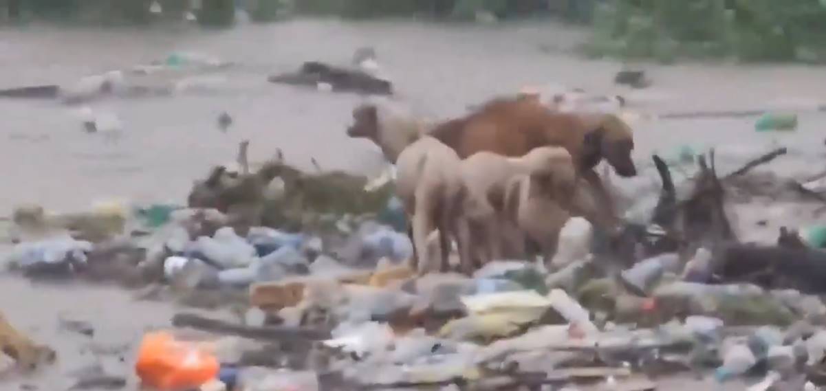 Perritos a la deriva, una mujer defendiendo su techo: imágenes de la devastación que dejó Beryl en Jamaica