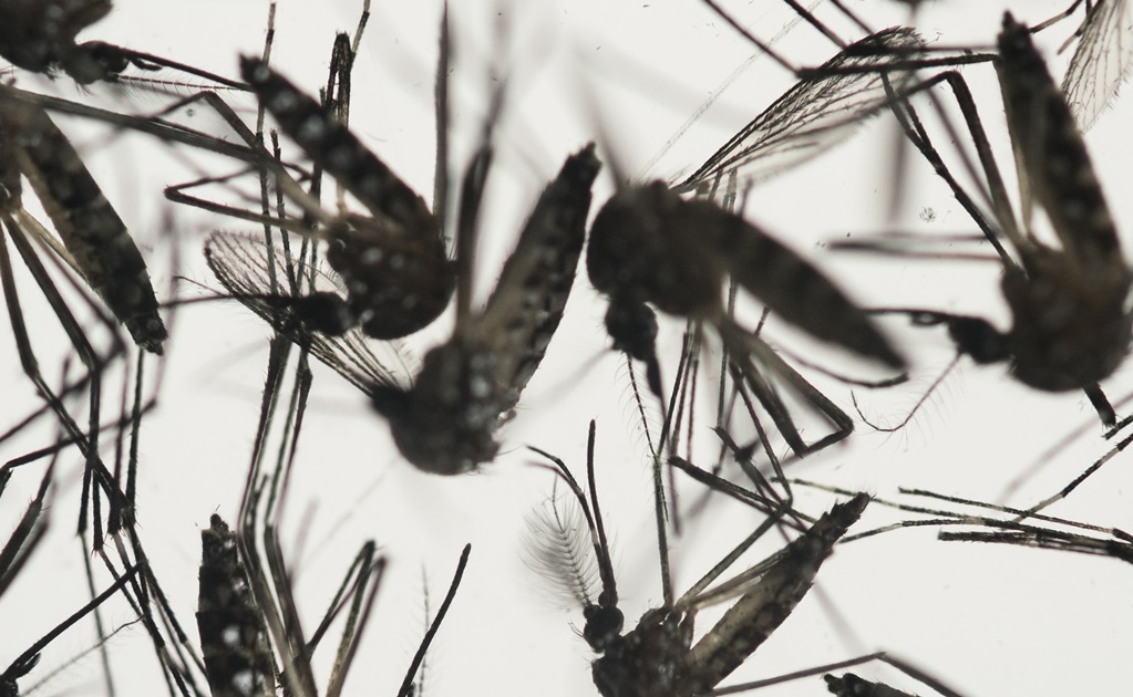 Colombia declara fin de epidemia por virus de Zika