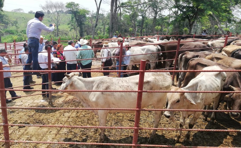 Ganaderos denuncian fraude en programa federal de Oaxaca; acusan a Sader