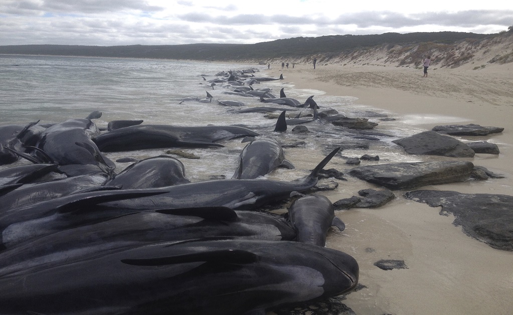 Nearly 400 whales dead in worst mass stranding in Australia's history