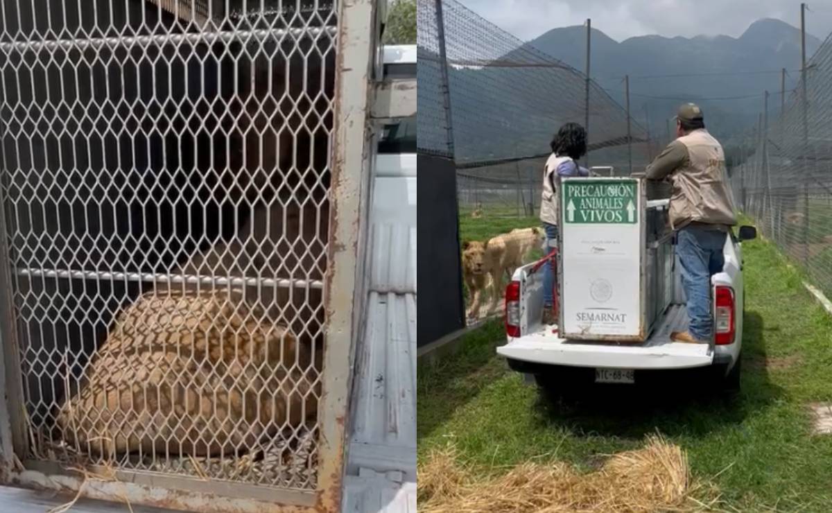 Inicia traslado de leones, jaguares, tigres... rescatados de santuario en el Ajusco