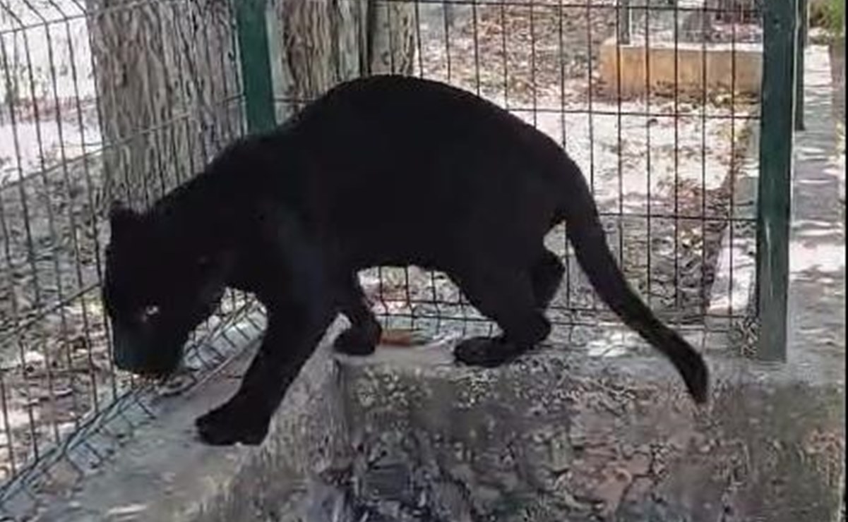 Se reporta descuido en el Zoológico de Tizimín; afecta a un jaguar