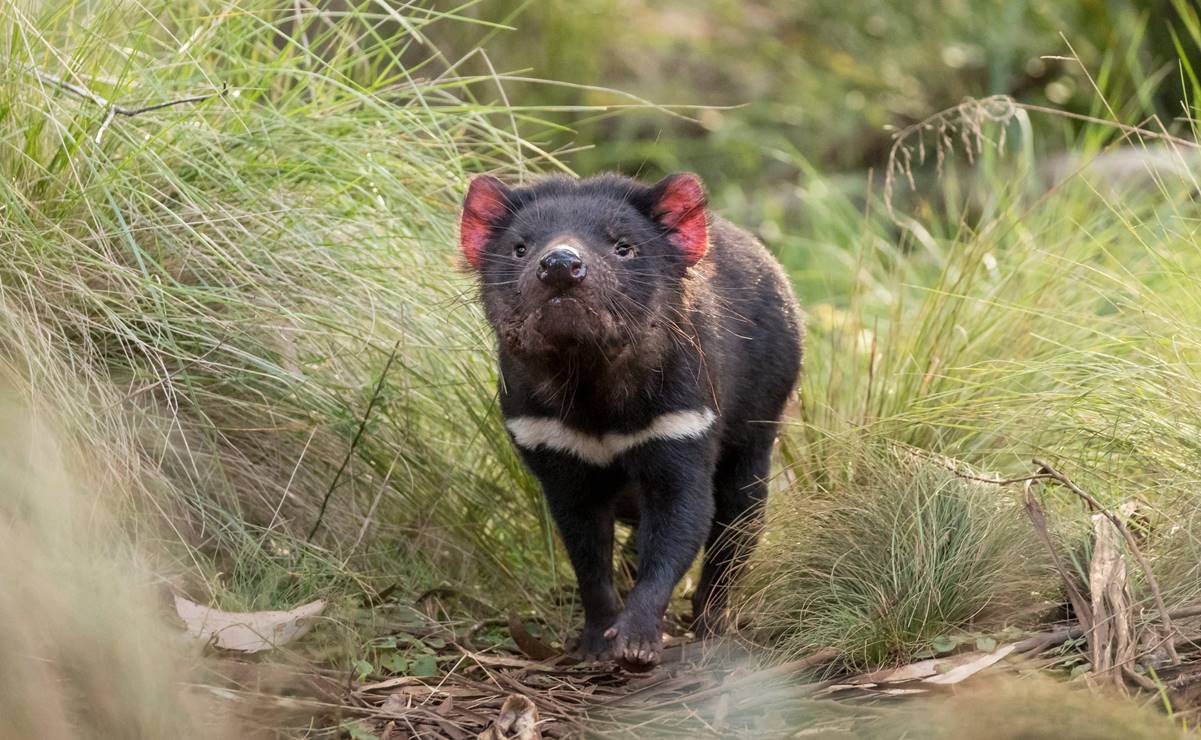 A 3 mil años de su desaparición, nacen varios demonios de Tasmania en Australia