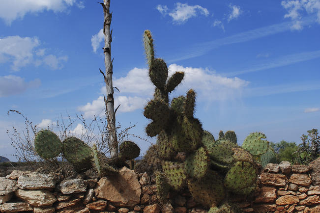 Buscan proteger las cactáceas de México