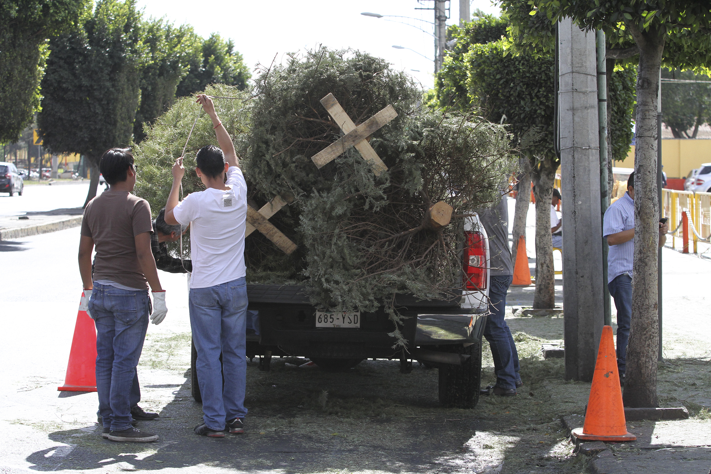 Habilitan tres centros de acopio de árboles de Navidad