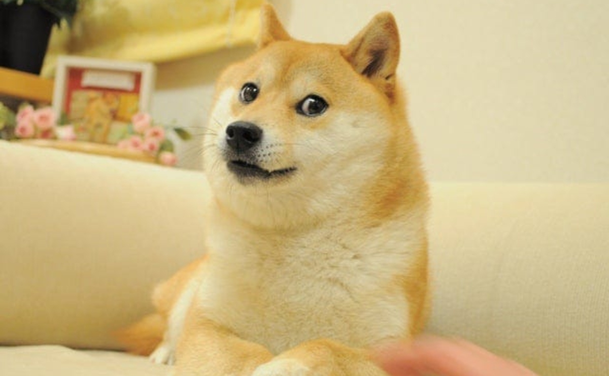 Muere Kabosu, la perrita detrás del meme de "Doge"