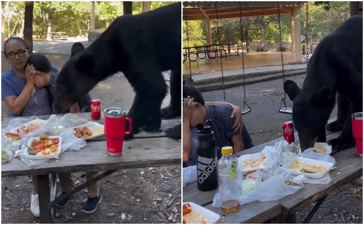 Viral. Oso sorprende a familia y roba almuerzo en parque "Chipinque" en San Pedro Garza, Nuevo León