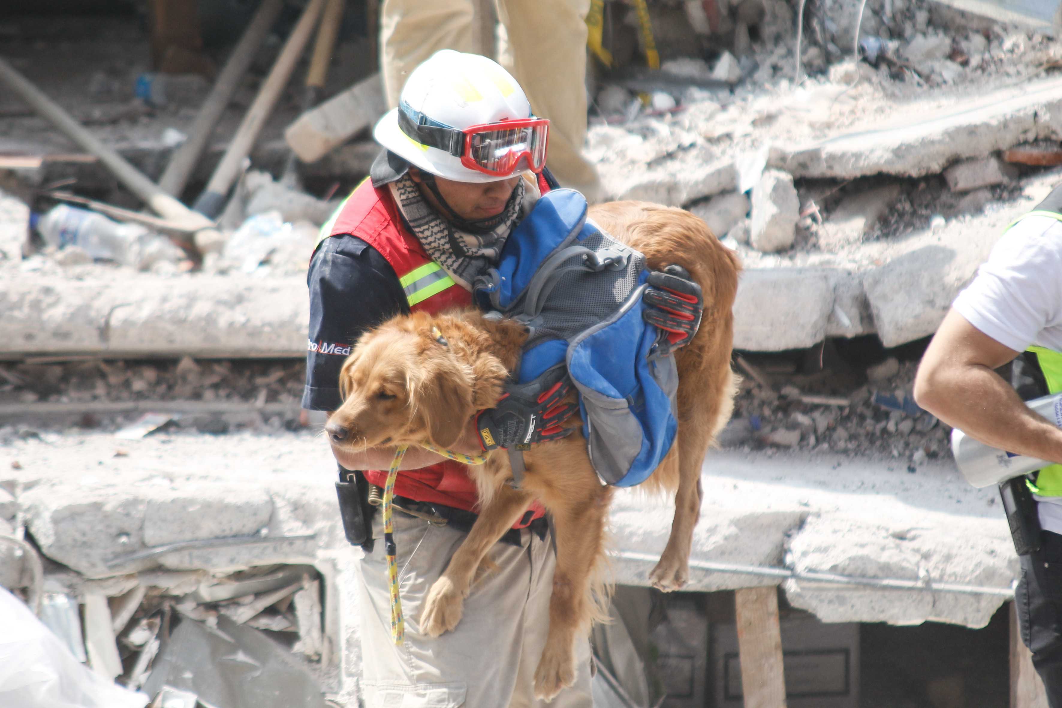 Ayudan a mascotas por sismo; darán alimento y asesoría médica 