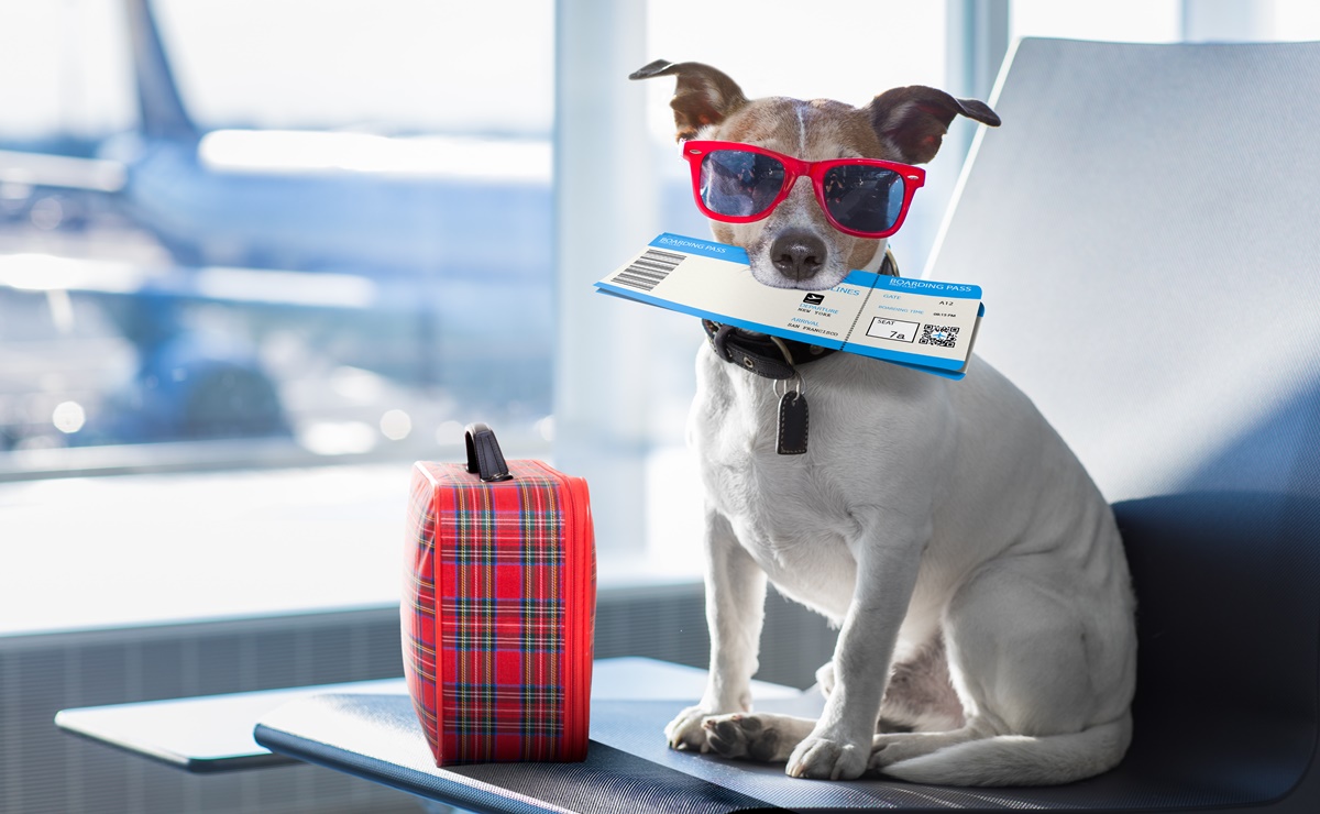 Video. Tiktoker comparte truco para volar con mascotas en la cabina del avión 