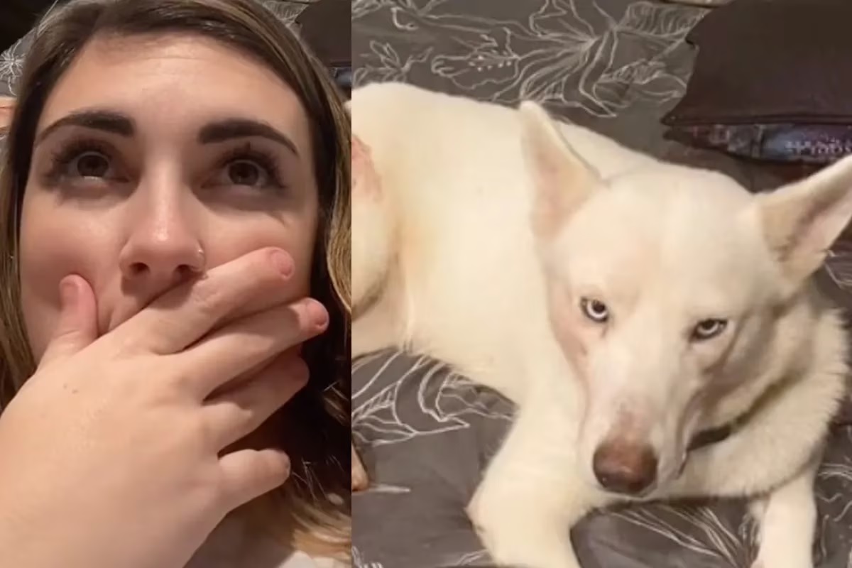 Tik Tok: Mujer adopta a perrita husky y al llegar a su casa descubre que ya tenía más 