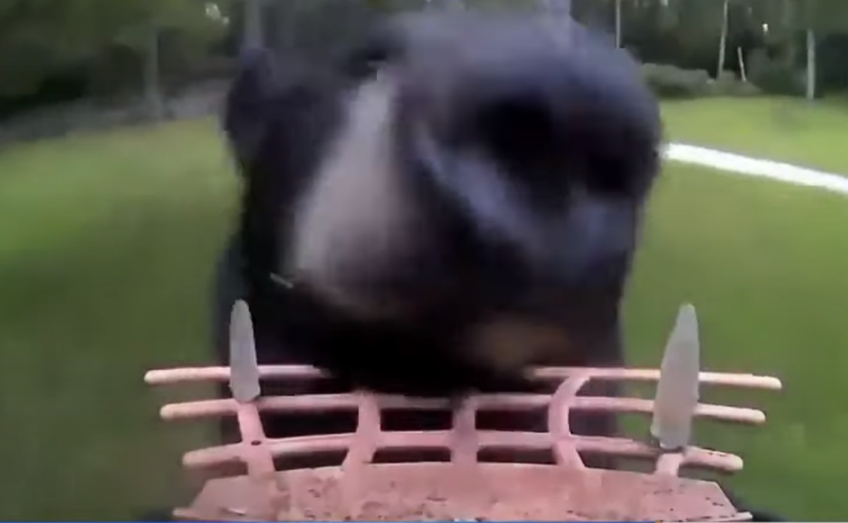 Oso negro "roba" una cámara mientras intenta conseguir comida en Estados Unidos; quedo grabado en video