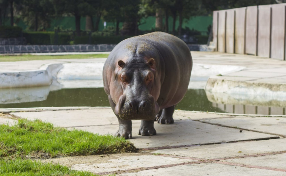Muere Inés, la hipopótama más viejita que vivía en el Zoológico de San Juan de Aragón