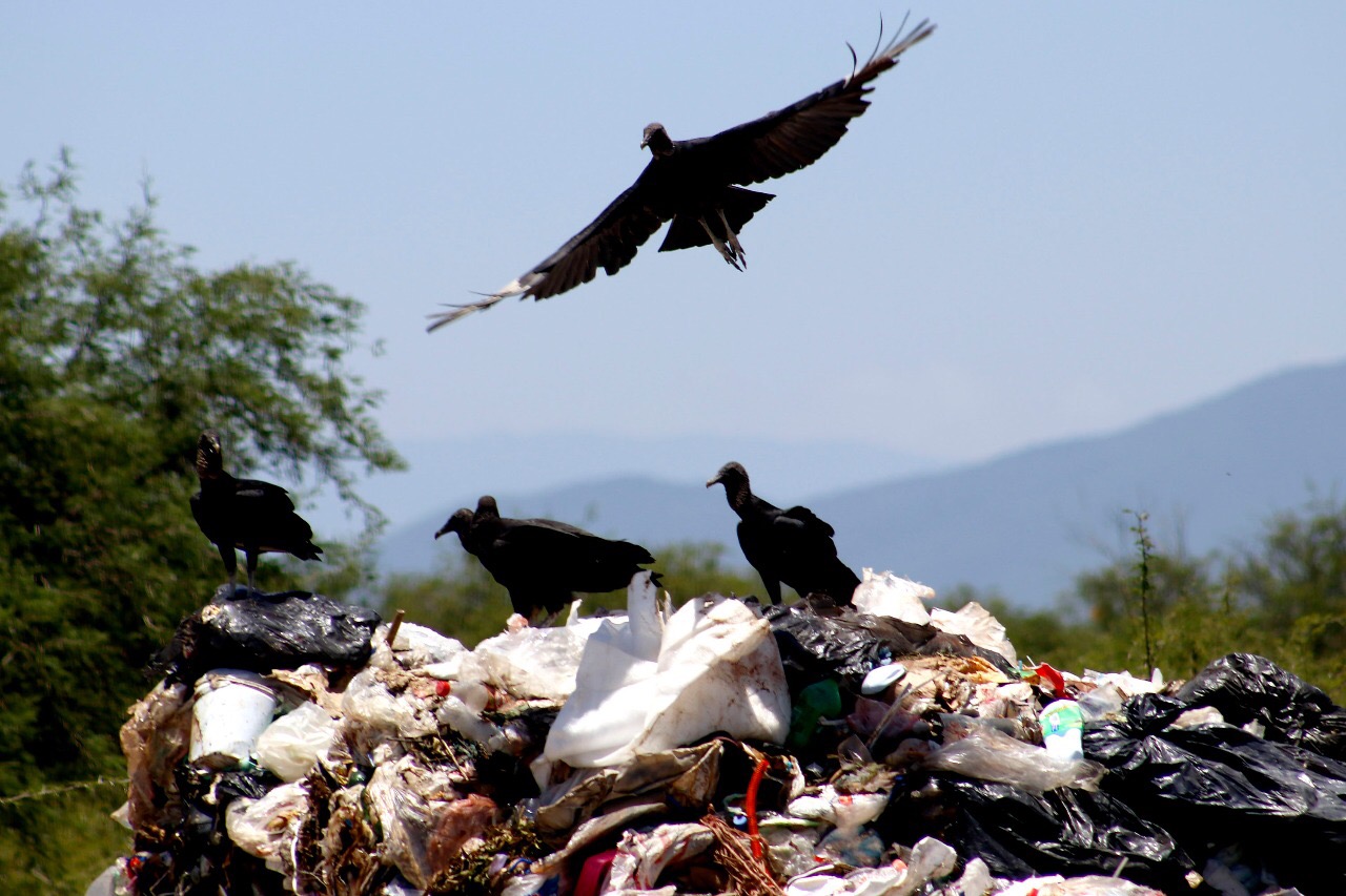Profepa investiga tiradero de basura clandestino en Oaxaca