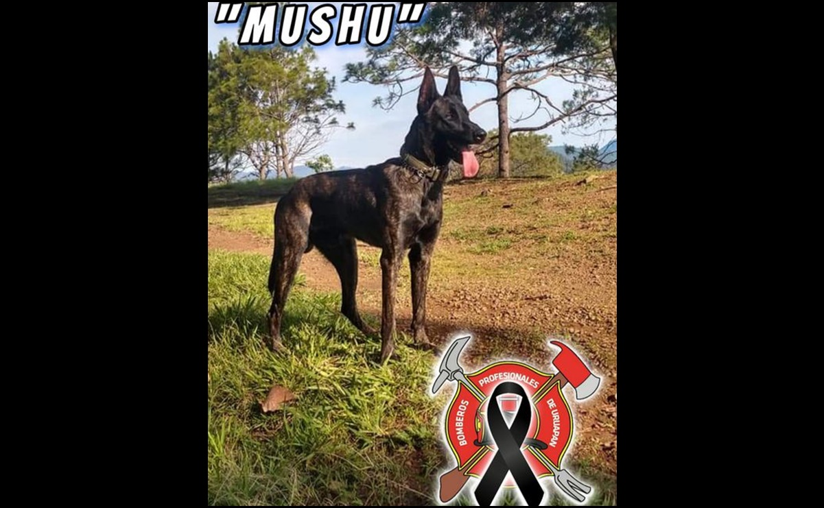 Hallan muerto a “Mushu”, perrito bombero desaparecido en Uruapan, Michoacán; fue envenenado