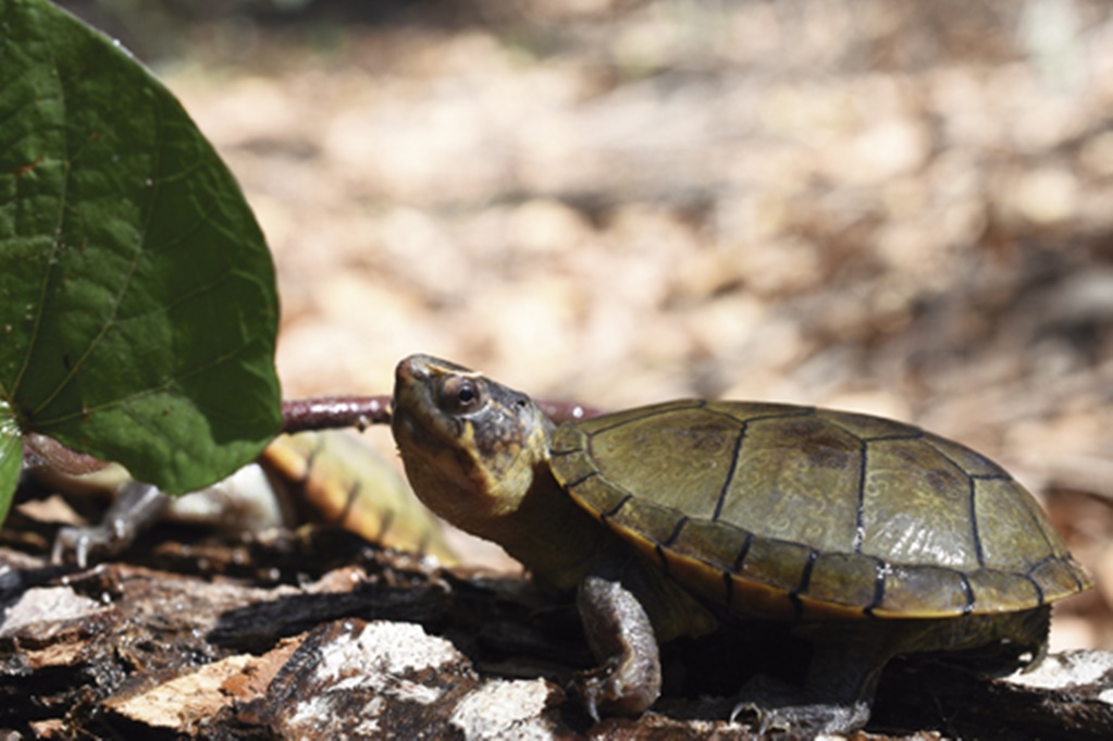 Descubren especie de tortuga en peligro de extinción