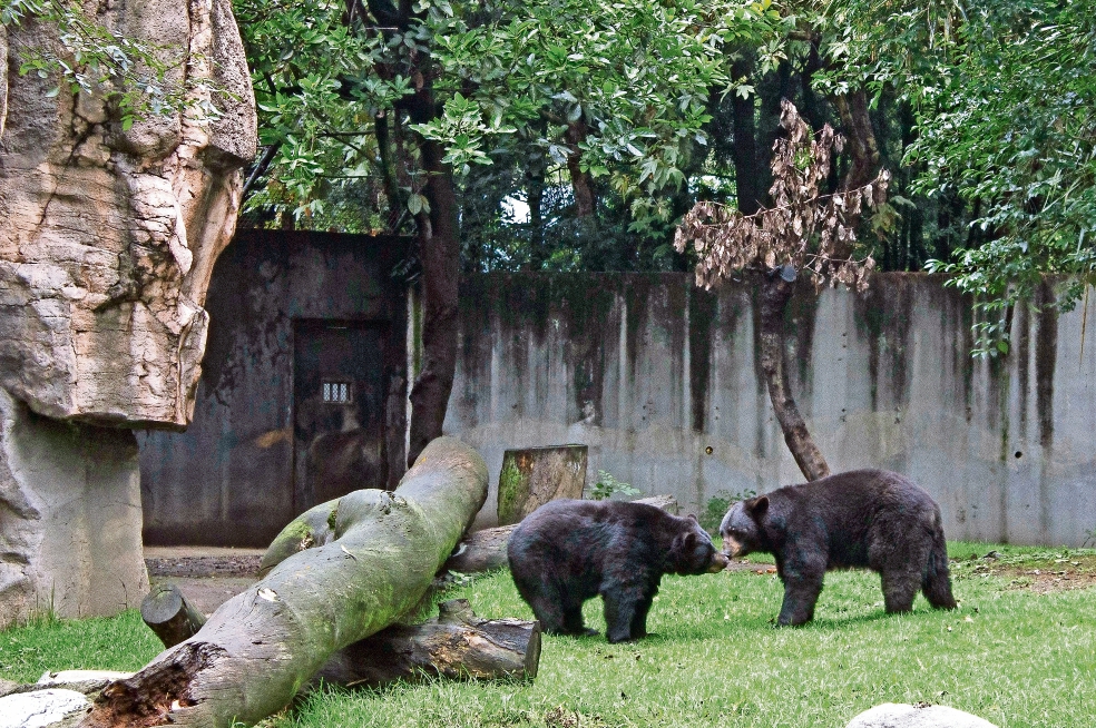 Zoológicos alientan venta ilegal de especies: expertos