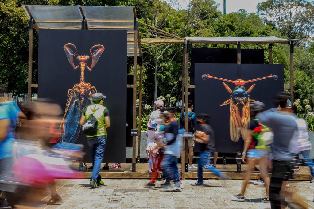 Quiróptera: Capitalinos disfrutan días de asueto en el Festival del Bosque de Chapultepec