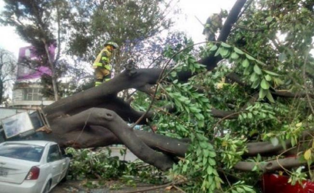 Wind knocks down 160 trees in Mexico City
