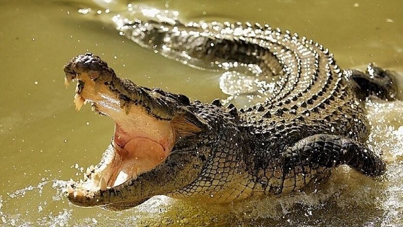 Alertan por presencia de dos cocodrilos en río de Guasave, Sinaloa