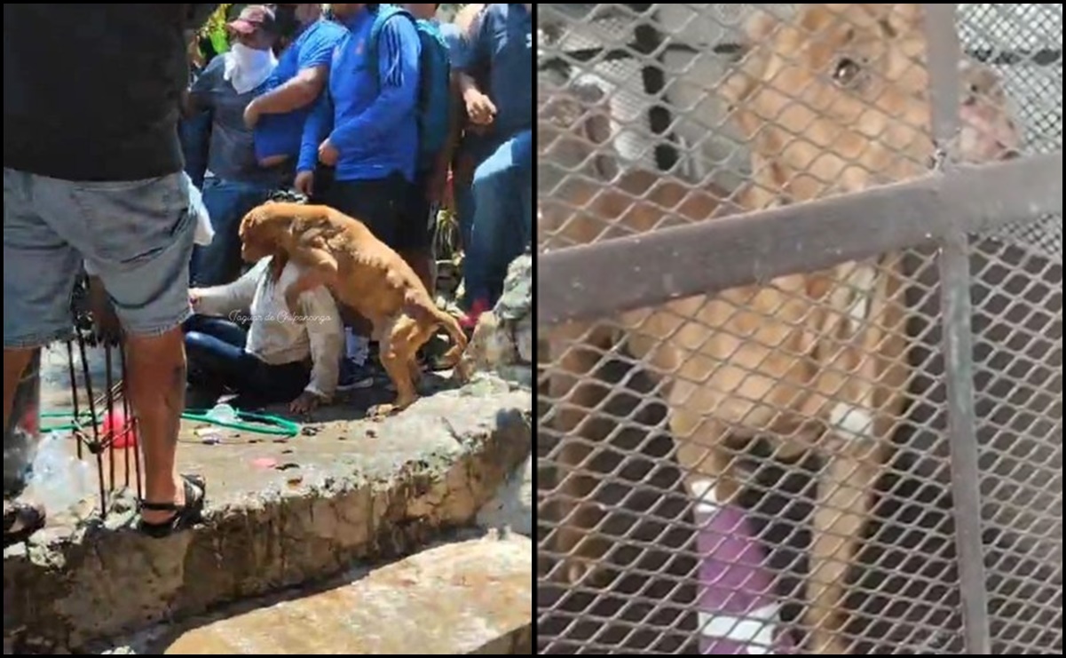 Caso Camila: rescatan a perrito de mujer linchada en Taxco; intentó defenderla